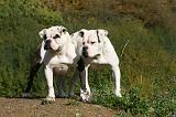 BOULEDOGUE AMERICAIN 338